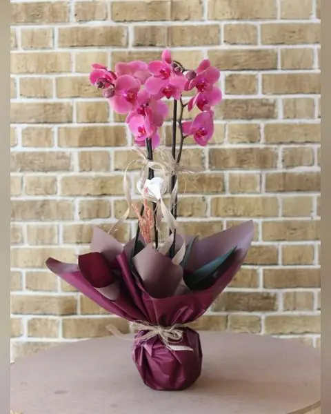 Pembe Orkide, İki Dal